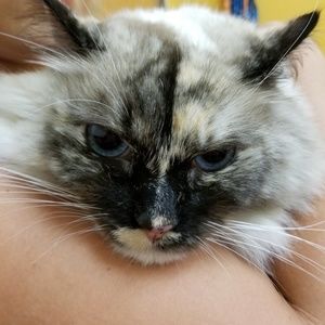 Meet your Posher, Dina